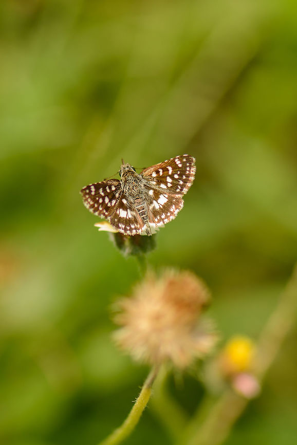 Top view of an Indian Skipper, Sri Lanka  Asia,Indian Skipper,Spialia galba,Sri Lanka,Wasgamuwa