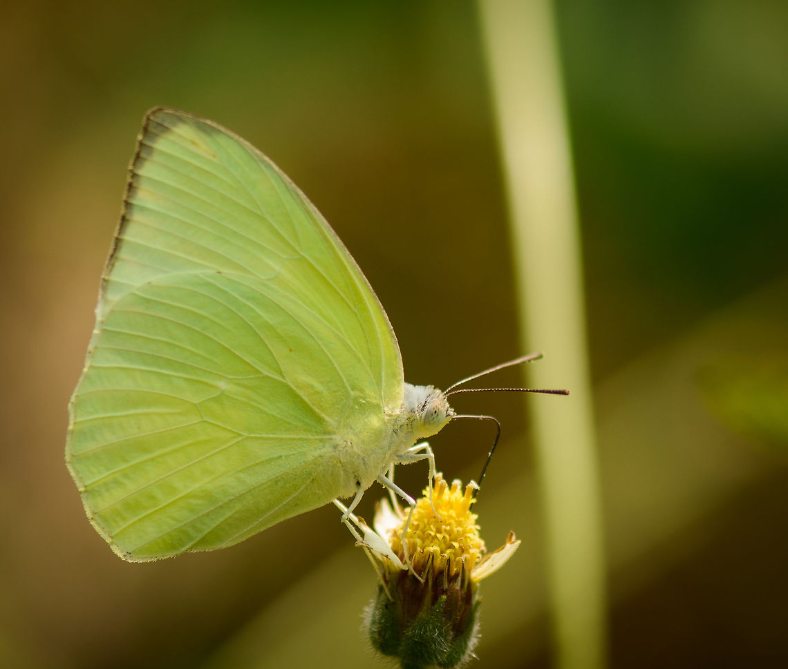 Common/Lemon Emigrant feeding - closeup, Sri Lanka  Asia,Catopsilia pomona,Lemon Emigrant,Sri Lanka,Wasgamuwa
