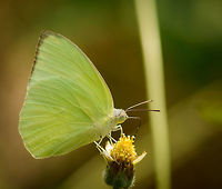 Common/Lemon Emigrant feeding - closeup, Sri Lanka Asia,Catopsilia pomona,Lemon Emigrant,Sri Lanka,Wasgamuwa