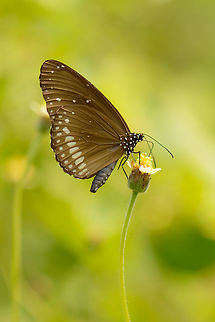 Common Crow feeding, Sri Lanka I think this is a Common Crow, but it can also be a Double Banded Crow, not sure. Asia,Common Crow,Euploea core,Sri Lanka,Wasgamuwa