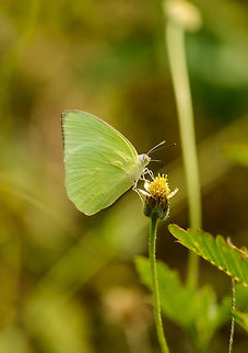 Common/Lemon Emigrant feeding, Sri Lanka Note the 90 degree angle on its tongue. Closeup:
http://www.jungledragon.com/image/25885/commonlemon_emigrant_feeding_-_closeup_sri_lanka.html Asia,Catopsilia pomona,Lemon Emigrant,Sri Lanka,Wasgamuwa