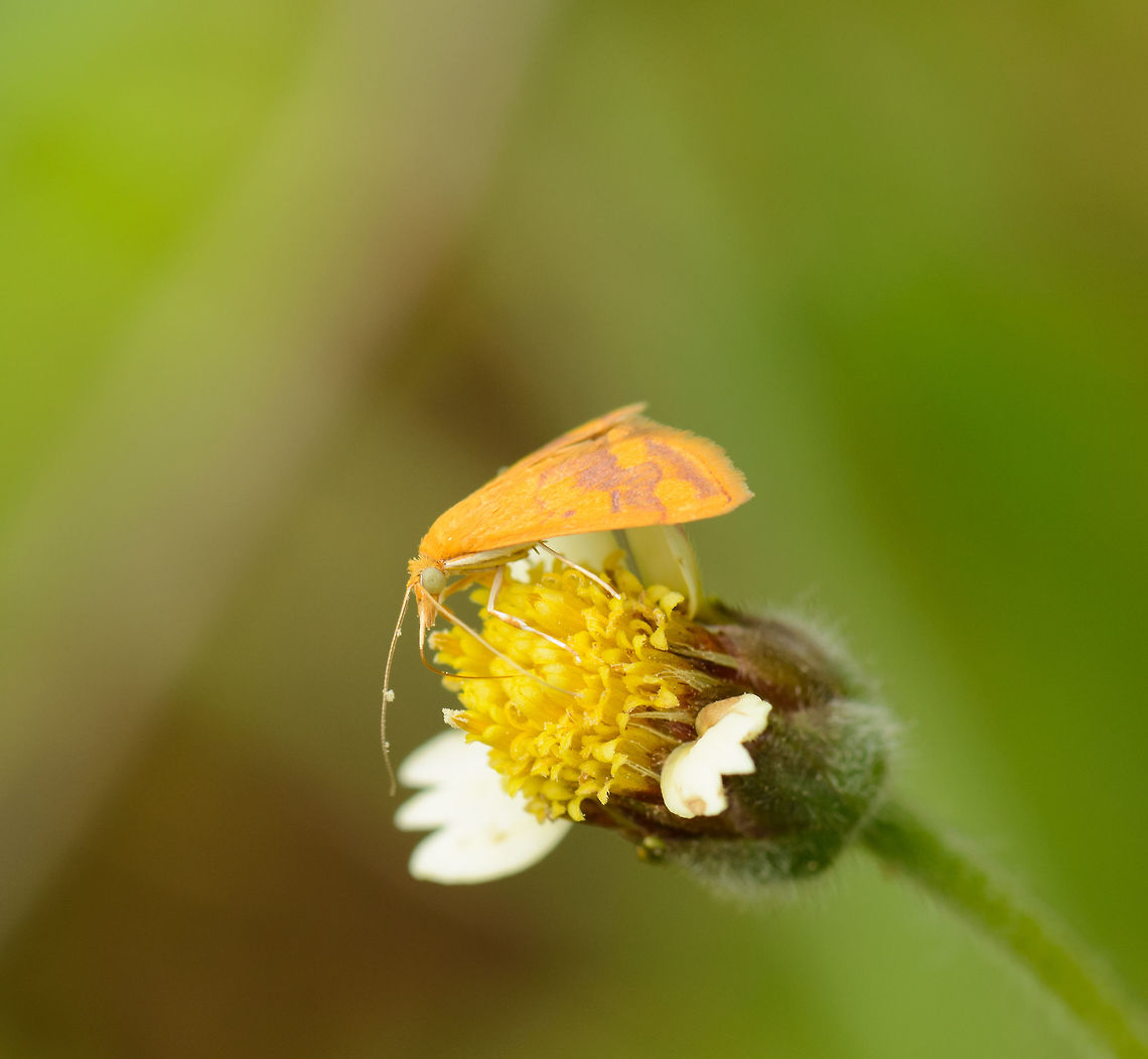 Small orange moth, Sri Lanka I have little hope of identifying this small beauty. From the size of the flower you can imagine how tiny it is, here&#039;s the same flower in another perspective:<br />
<figure class="photo"><a href="https://www.jungledragon.com/image/25165/brown_king_crow_closeup_sri_lanka.html" title="Brown King Crow closeup, Sri Lanka"><img src="https://s3.amazonaws.com/media.jungledragon.com/images/2/25165_thumb.jpg?AWSAccessKeyId=05GMT0V3GWVNE7GGM1R2&Expires=1763596810&Signature=tdJ2j0nIZwDV4tNJ8PV5lWhPUW0%3D" width="200" height="172" alt="Brown King Crow closeup, Sri Lanka  Asia,Brown king crow,Euploea klugii,Sri Lanka,Wasgamuwa" /></a></figure> Asia,Pyrausta phoenicealis,Sri Lanka,Wasgamuwa