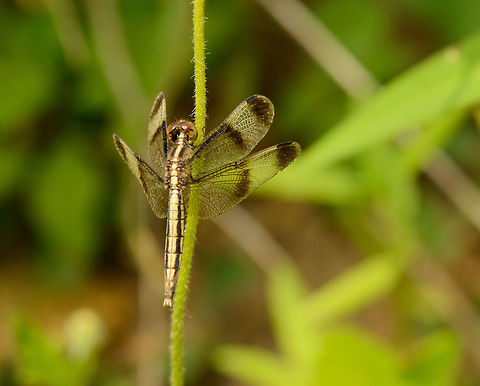 Pied Paddy Skimmer (female), Sri Lanka A female Pied Paddy Skimmer resting stationary in the hot morning sun of Sri Lanka. Asia,Neurothemis tullia,Pied Paddy Skimmer,Sri Lanka,Wasgamuwa