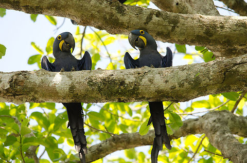Hyacinth Macaw couple in the Pantanal I can't get enough of Hyacinth Macaws, so I'm posting a lot, hope you don't mind. Birds,Brazil,Hyacinth Macaw,Macaws,Pantanal,Parrots