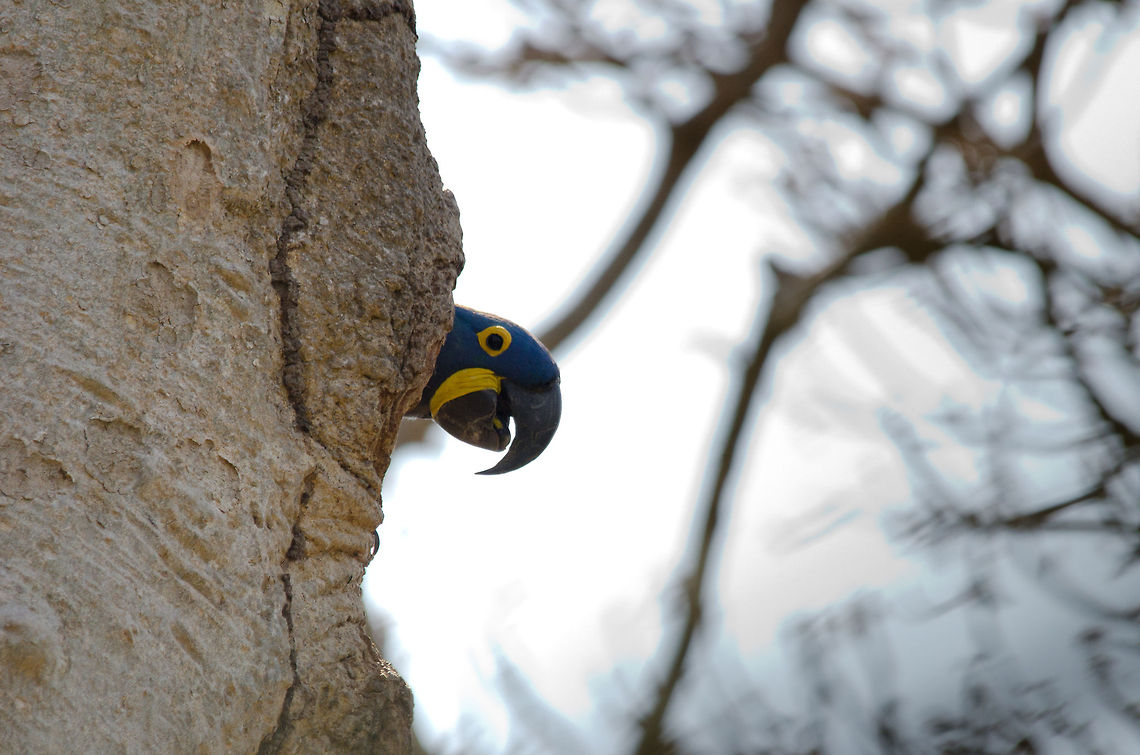Hyacinth Macaw nesting Hyacinth Macaws nest on the inside of the trunk of trees, competition for these nests is fierce. These nests are created by hollowing out the soft trees with their strong beak. Birds,Brazil,Hyacinth Macaw,Macaws,Pantanal,Parrots,nest