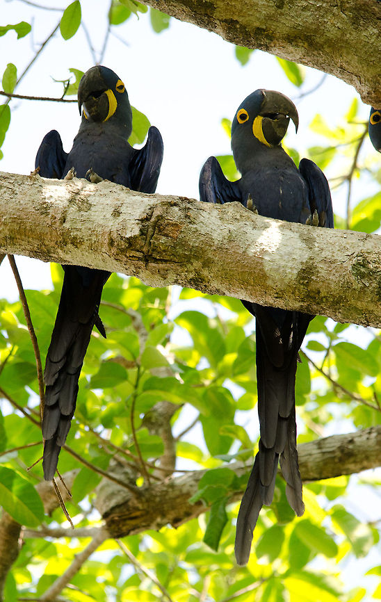 Hyacinth Macaw Couple A bonded couple of Hyacinth Macaws high up in the trees in the Pantanal. Birds,Brazil,Hyacinth Macaw,Macaws,Pantanal