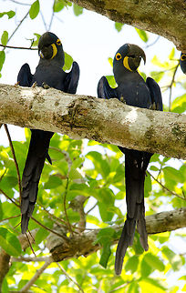 Hyacinth Macaw Couple A bonded couple of Hyacinth Macaws high up in the trees in the Pantanal. Birds,Brazil,Hyacinth Macaw,Macaws,Pantanal