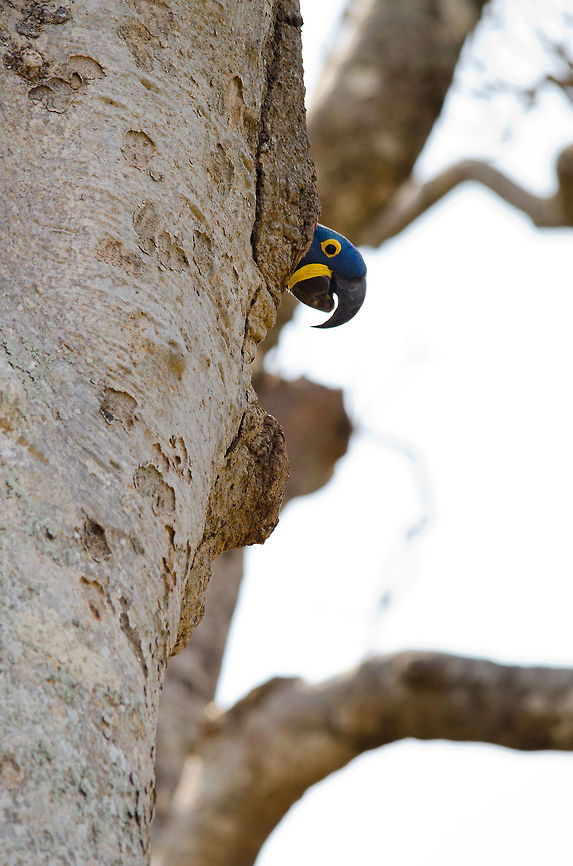 Hyacinth Macaw Nesting A female Hyacinth Macaw on the lookout from her nest. Her male partner, not visible here, is on the opposite branch standing guard as well. Birds,Brazil,Hyacinth Macaw,Macaws,Pantanal,Parrots,nest