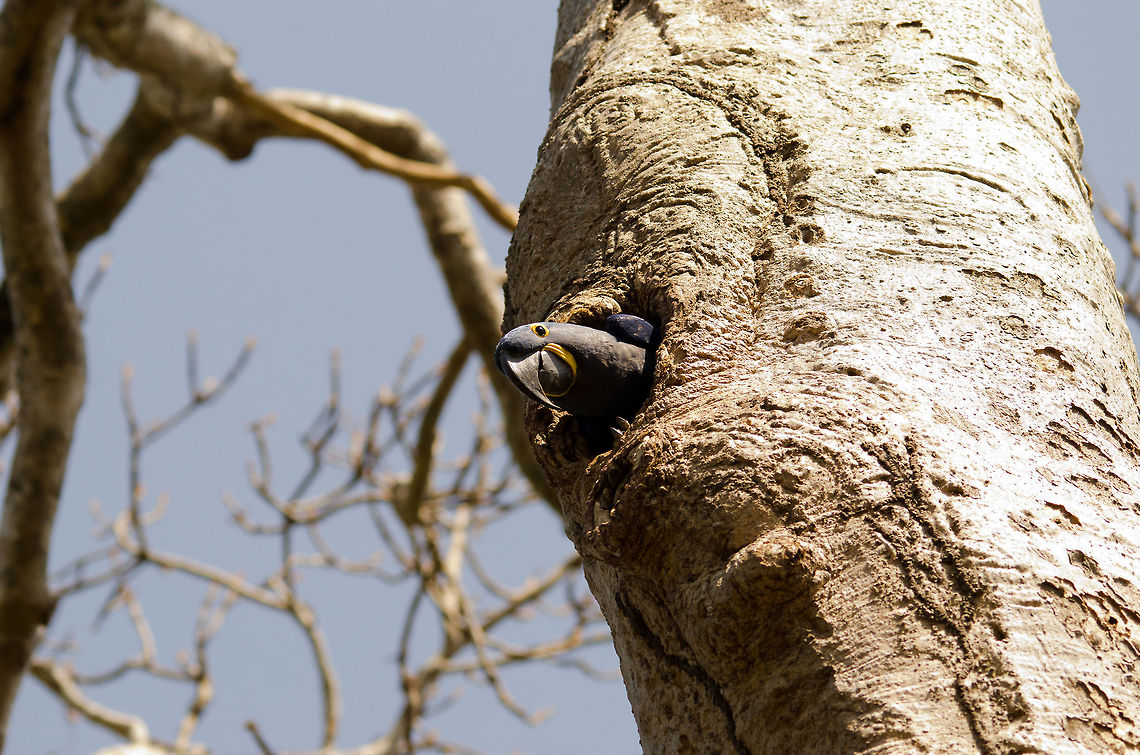 Hyacinth Macaw nesting A clearer perspective on the nest of a Hyacinth Macaw, which it created by hollowing out the trunk of the tree with its ultra strong beak. The wood &quot;chips&quot; are used as a blanket for the little ones. Birds,Brazil,Hyacinth Macaw,Macaws,Pantanal,nest