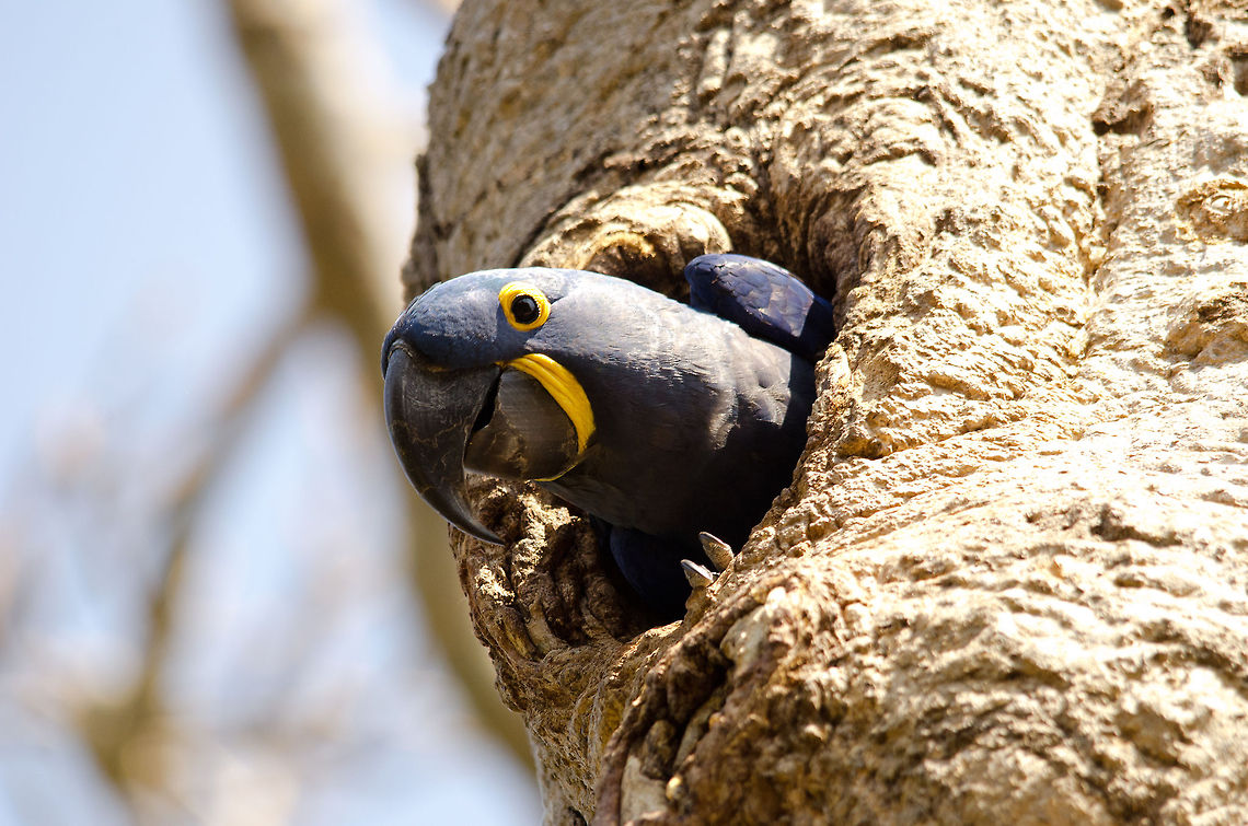 Hyacinth Macaw nest closeup The largest Macaw in the world, endangered but recovering, on guard on her nest, which is made by hollowing out the trunk of this tree with her ultra strong beak. Birds,Brazil,Hyacinth Macaw,Macaws,Pantanal,Parrots,nest
