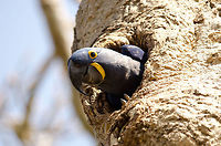 Hyacinth Macaw nest closeup The largest Macaw in the world, endangered but recovering, on guard on her nest, which is made by hollowing out the trunk of this tree with her ultra strong beak. Birds,Brazil,Hyacinth Macaw,Macaws,Pantanal,Parrots,nest