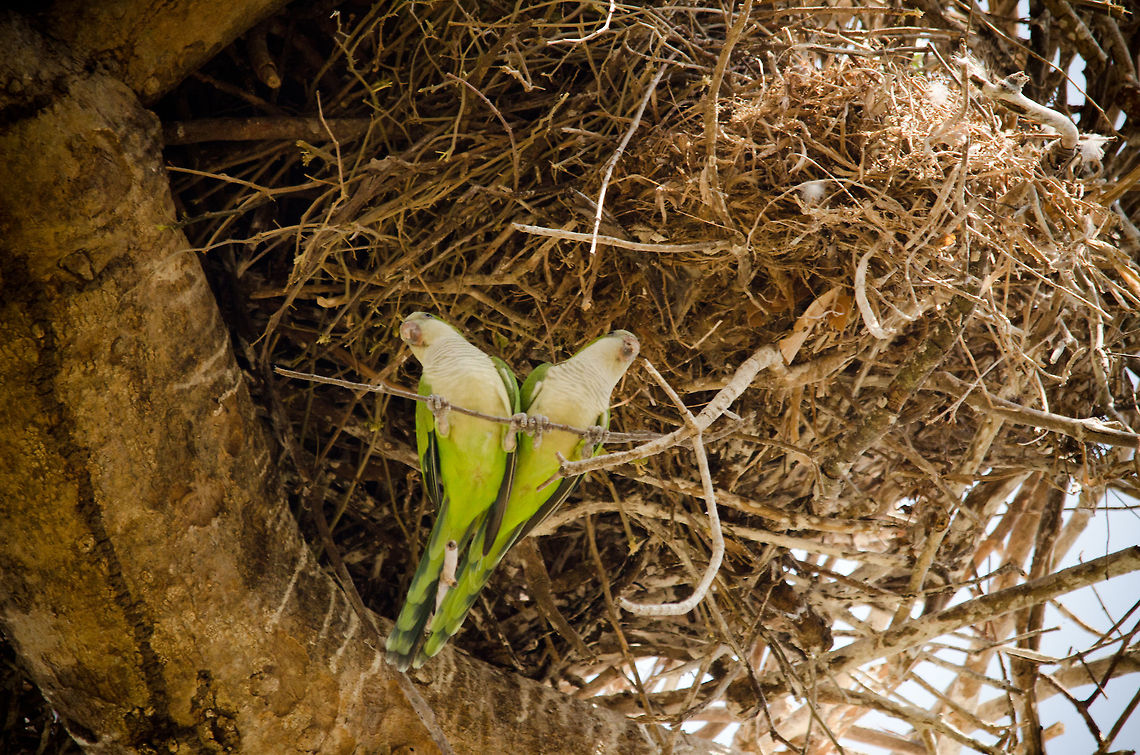 Parakeet couple  Brazil,Pantanal,Parakeets
