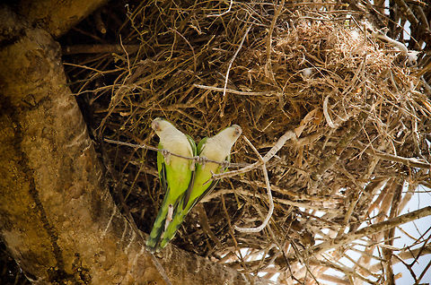 Parakeet couple  Brazil,Pantanal,Parakeets