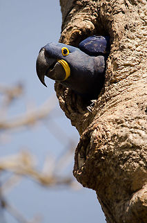 Hyacinth Macaw nesting Hyacinth Macaw nesting Birds,Brazil,Hyacinth Macaw,Macaws,Pantanal,Parrots,nest