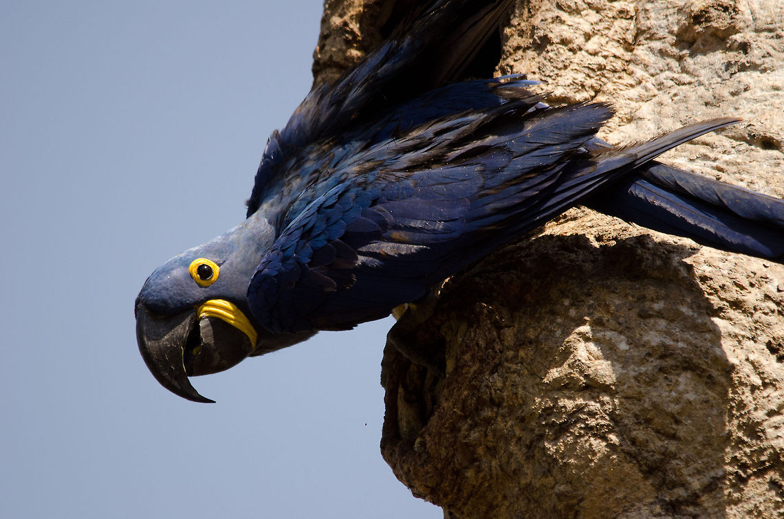 Hyacinth Macaw guarding her nest Full view of a female Hyacinth Macaw exiting her tree trunk nest to guard it. Brazil,Hyacinth Macaw,Macaws,Pantanal,Parrots,birds