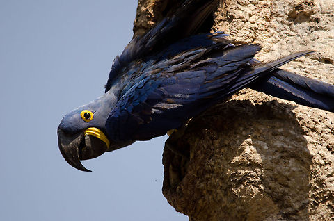 Hyacinth Macaw guarding her nest Full view of a female Hyacinth Macaw exiting her tree trunk nest to guard it. Brazil,Hyacinth Macaw,Macaws,Pantanal,Parrots,birds
