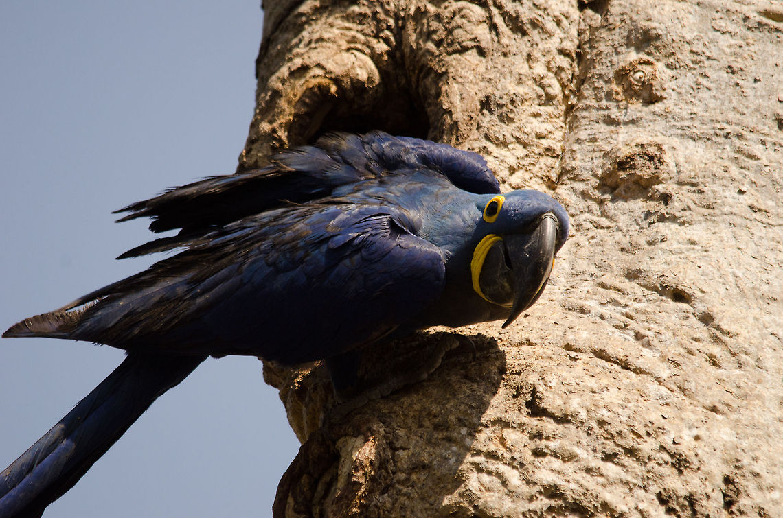 Hyacinth Macaw curious yet defensive The hole behind this Hyacinth Macaw is her nest, which she is defending against unwanted spectators like me. Brazil,Hyacinth Macaw,Macaws,Pantanal,Parrots,birds