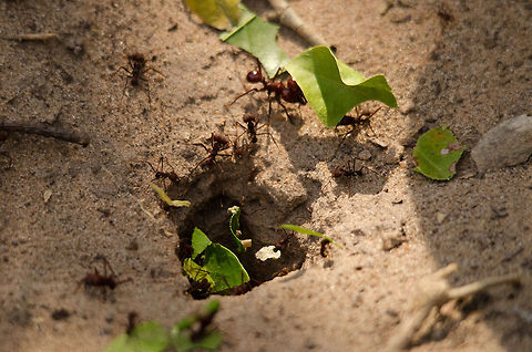 Leaf cutter ants This is the end of a Leaf Cutter Ants trail, the delivery point of their chewed up leafs. From here, leafs will be sorted to grow into fungus, which are the food for their larvae. Ants,Atta sexdens,Brazil,Insects,Leaf cutting ants,Pantanal