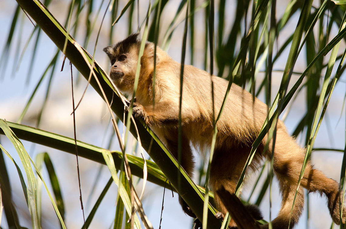 Capuchin Monkey in the Pantanal An adult Capuchin monkey very active during the day to collect and eat the rock-hard fruits of the Acuri palm tree. Brazil,Capuchin,Monkeys,Pantanal