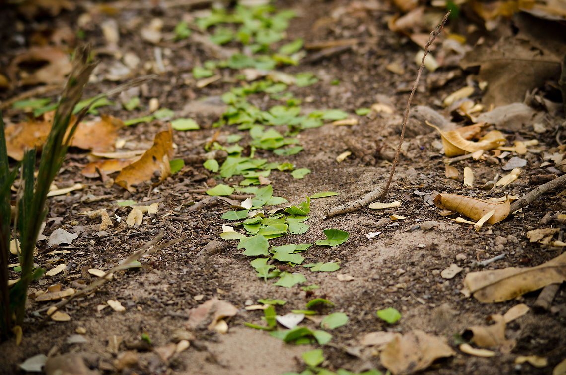 Leaf cutter ants trail It&#039;s a pity we were hiking in a group because I can watch this phenomenon for hours. To witness the most complex animal society on the planet. This is how it roughly works:<br />
<br />
1. Worker ants climb trees and cut down large segments. You&#039;ll see them &quot;raining&quot; onto the ground constantly. The tree-working ants may even form &quot;stairs&quot; of interconnected bodies to reach the leafs.<br />
<br />
2. Ground ants cut the large leaf fragments into manageable smaller chunks for transport.<br />
<br />
3. Transport troops carry the small fragments, which still weigh a few dozen times their own body weight, to the nest. The path is intelligently routed. If you&#039;d step on the path, 2 minutes later a path curbing that spot is created based on chemical signals of danger.<br />
<br />
4. Eventually, the leafs make it to the nest, where it is then sorted by quality and type, and fed to the larvea.  Atta sexdens,Brazil,Insects,Leaf cutting ants,Pantanal,ants