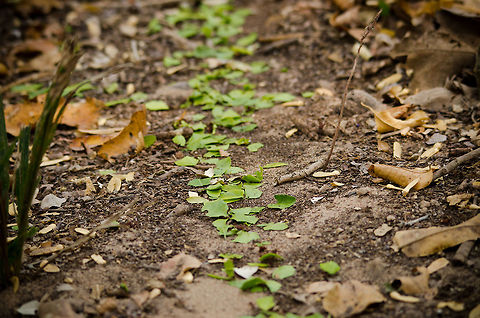 Leaf cutter ants trail It's a pity we were hiking in a group because I can watch this phenomenon for hours. To witness the most complex animal society on the planet. This is how it roughly works:
1. Worker ants climb trees and cut down large segments. You'll see them "raining" onto the ground constantly. The tree-working ants may even form "stairs" of interconnected bodies to reach the leafs.
2. Ground ants cut the large leaf fragments into manageable smaller chunks for transport.
3. Transport troops carry the small fragments, which still weigh a few dozen times their own body weight, to the nest. The path is intelligently routed. If you'd step on the path, 2 minutes later a path curbing that spot is created based on chemical signals of danger.
4. Eventually, the leafs make it to the nest, where it is then sorted by quality and type, and fed to the larvea.  Atta sexdens,Brazil,Insects,Leaf cutting ants,Pantanal,ants