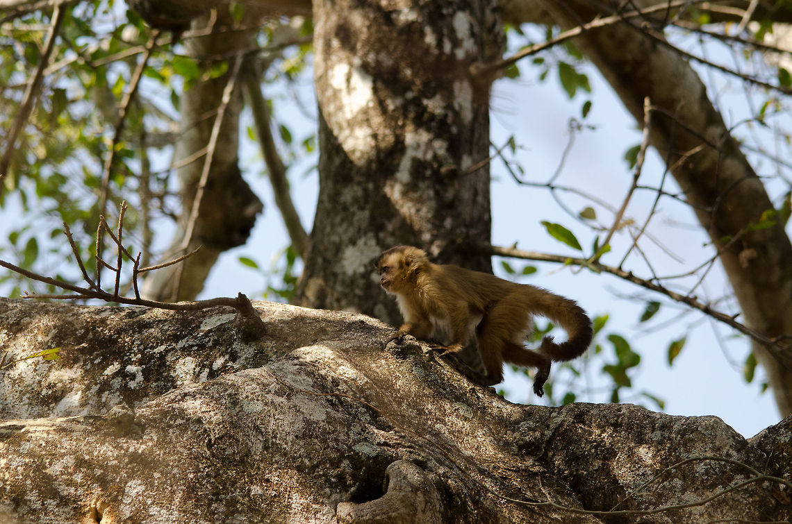 Capuchin monkey on the run A Capuchin youngster in a hurry in the Pantanal, where they are numerous and very active. Brazil,Capuchin,Monkeys,Pantanal