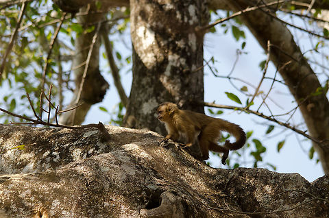 Capuchin monkey on the run A Capuchin youngster in a hurry in the Pantanal, where they are numerous and very active. Brazil,Capuchin,Monkeys,Pantanal