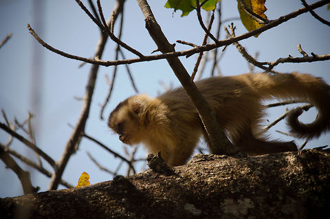 Young Capuchin monkey in the Pantanal Young Capuchin monkey in the Pantanal Brazil,Capuchin,Monkeys,Pantanal