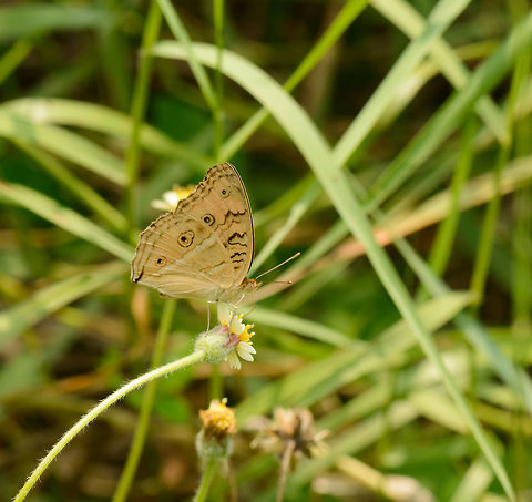 Peacock Pansy, Sri Lanka A bit tricky to identify as it is usually shown from the upper side of its wings, which are bright orange. Shown here is the underside of the wings. According to Wikipedia, the underside wings patterns depend on the season, where wet season patterns are richer, as shown here. This seems consistent with this observation, as in November we were at the end of the dry season in Sri Lanka. Asia,Junonia almana,Peacock Pansy,Sri Lanka,Wasgamuwa
