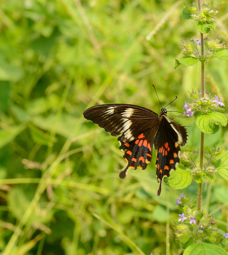 Common mormon (Papilio polytes), Sri Lanka I'm not very happy with the quality of this one, but it is the only shot I have of this butterfly in this location. This is a very large, slow flying butterfly, one of Sri Lanka's most beautiful ones. It is large enough to see it fly in the corner of your eyes, so not hard to spot, but it is quite restless. Asia,Common Mormon,Papilio polytes,Sri Lanka,Wasgamuwa