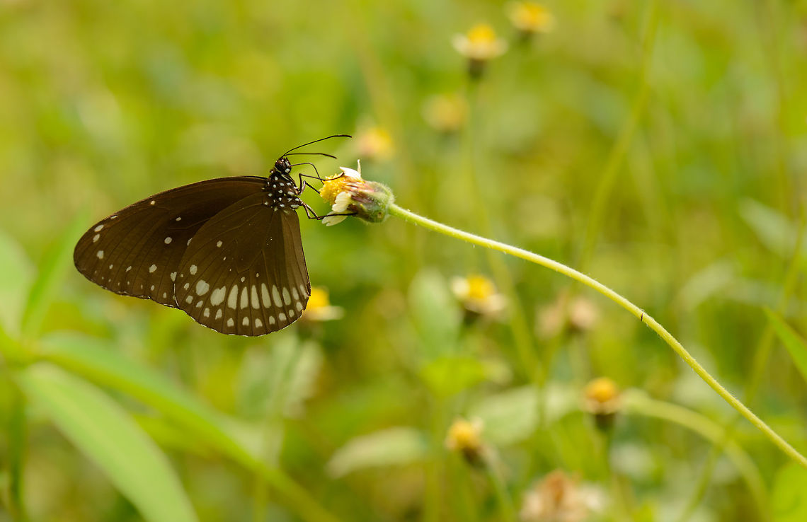 Common Crow defying gravity If you taken into account how long and thin the plant is (it extends far beyond the frame), I find it quite amazing that a large butterfly like this can balance on it, without taking it down.  Asia,Common Crow,Euploea core,Sri Lanka,Wasgamuwa