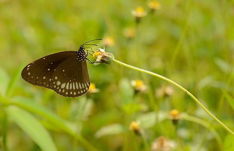 Common Crow defying gravity If you taken into account how long and thin the plant is (it extends far beyond the frame), I find it quite amazing that a large butterfly like this can balance on it, without taking it down.  Asia,Common Crow,Euploea core,Sri Lanka,Wasgamuwa