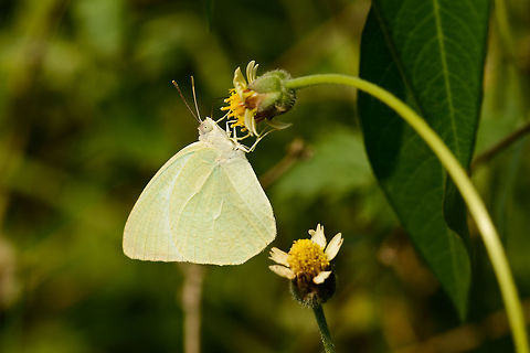 Lemon Emigrant closeup - Sri Lanka Not the greatest composition, but at least entirely in focus, showing the fine details of its wings and eyes (in full screen mode). Asia,Catopsilia pomona,Lemon Emigrant,Sri Lanka,Wasgamuwa