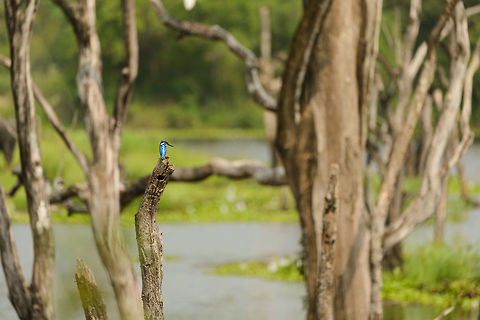 Common Kingfisher, Wasgamuwa, Sri Lanka A habitat view of a common kingfisher in Wasgamuwa. Fish and insect eating birds in Sri Lanka thrive as circumstances are just perfect.  Alcedo atthis,Asia,Common Kingfisher,Sri Lanka,Wasgamuwa