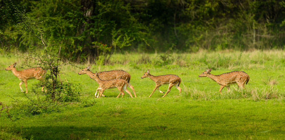 Sri Lankan Axis Deer on the run, Wasgamuwa, Sri Lanka A small group of chitals on the run. It was not a panic run, just good exercise I guess. Asia,Axis axis ceylonensis,Axis deer,Sri Lanka,Wasgamuwa