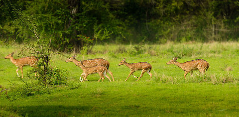 Sri Lankan Axis Deer on the run, Wasgamuwa, Sri Lanka A small group of chitals on the run. It was not a panic run, just good exercise I guess. Asia,Axis axis ceylonensis,Axis deer,Sri Lanka,Wasgamuwa