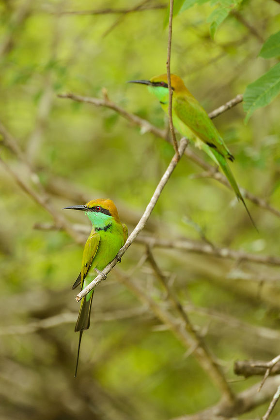 Little Green Bee-eaters, Wasgamuwa, Sri Lanka Not sure if they really are a couple or just sharing this branch. Asia,Green bee-eater,Merops orientalis,Sri Lanka,Wasgamuwa