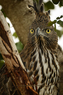 Changeable Hawk-Eagle up close, Wasgamuwa, Sri Lanka Both a threatening and silly display, with its weird crest. Asia,Changeable Hawk-Eagle,Nisaetus cirrhatus,Sri Lanka,Wasgamuwa