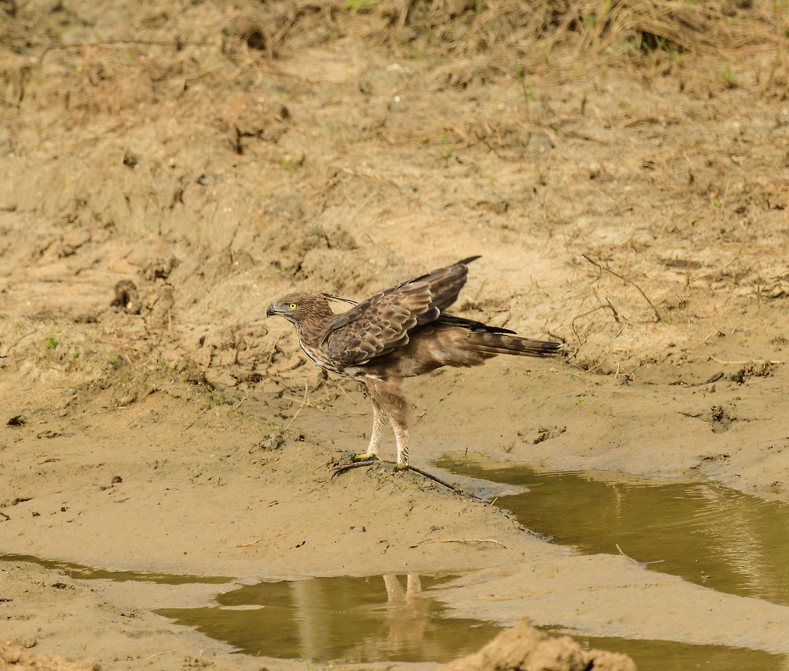 Crested Hawk-Eagle landing for a drink, Wasgamuwa, Sri Lanka  Asia,Changeable Hawk-Eagle,Nisaetus cirrhatus,Sri Lanka,Wasgamuwa
