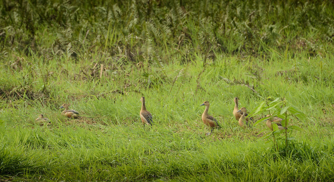 Group of Lesser Whistling Ducks, Wasgamuwa, Sri Lanka Stationed near a pond. They were nervous, each looking in different directions. Rightfully so, as it seems almost every pond has at least one crocodile in it. Asia,Dendrocygna javanica,Lesser Whistling Duck,Sri Lanka,Wasgamuwa