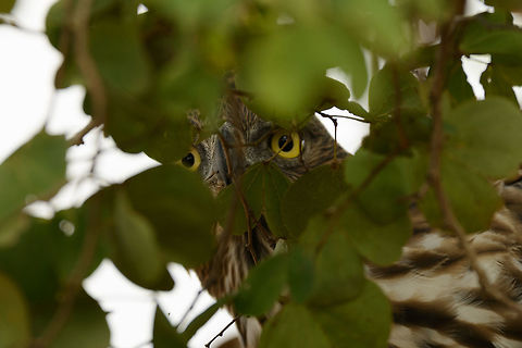 A closeup of some random leaves in Sri Lanka  Asia,Changeable Hawk-Eagle,Nisaetus cirrhatus,Sri Lanka,Wasgamuwa