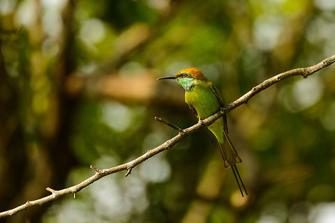Little Green Bee-eater, Wasgamuwa, Sri Lanka  Asia,Green bee-eater,Merops orientalis,Sri Lanka,Wasgamuwa