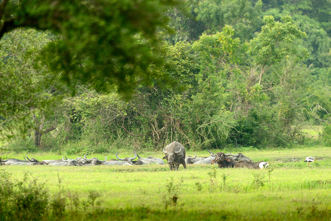 Small herd of Water Buffalos, Wasgamuwa, Sri Lanka  Asia,Bubalus bubalis,Sri Lanka,Wasgamuwa,Water buffalo
