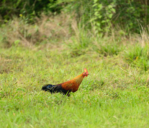 Male Sri Lankan Junglefowl in Wasgamuwa, Sri Lanka  Asia,Gallus lafayetii,Sri Lanka,Sri Lankan Junglefowl,Wasgamuwa