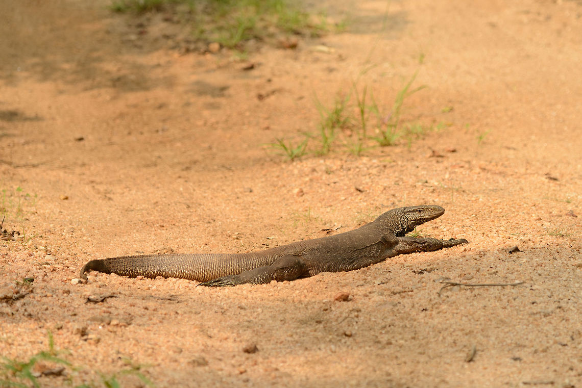 Bengal Monitor at Wasgamuwa, Sri Lanka A universal spotting in all of Sri Lanka's national parks: bengal monitors using the dirt paths to heat up. They will notice you from far away but only move out of the way at the very last moment, just to make a point. Asia,Bengal monitor (Indian monitor),Sri Lanka,Varanus bengalensis,Wasgamuwa