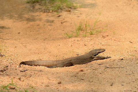 Bengal Monitor at Wasgamuwa, Sri Lanka A universal spotting in all of Sri Lanka's national parks: bengal monitors using the dirt paths to heat up. They will notice you from far away but only move out of the way at the very last moment, just to make a point. Asia,Bengal monitor (Indian monitor),Sri Lanka,Varanus bengalensis,Wasgamuwa