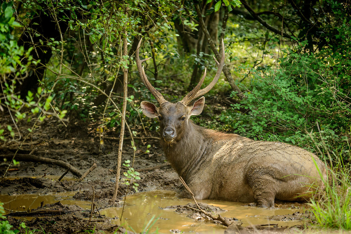 Large male Sambar Deer, Wasgamuwa, Sri Lanka Somewhat of a lucky spotting. We were on a path with tree growth in both sides when in a curve we ran into this, only a few feet away. It was a shocked as we were, but made no immediate attempt to flee. I'm not sure how big they get normally, but it looked huge to us. Asia,Rusa unicolor unicolor,Sri Lanka,Sri Lankan sambar deer,Wasgamuwa
