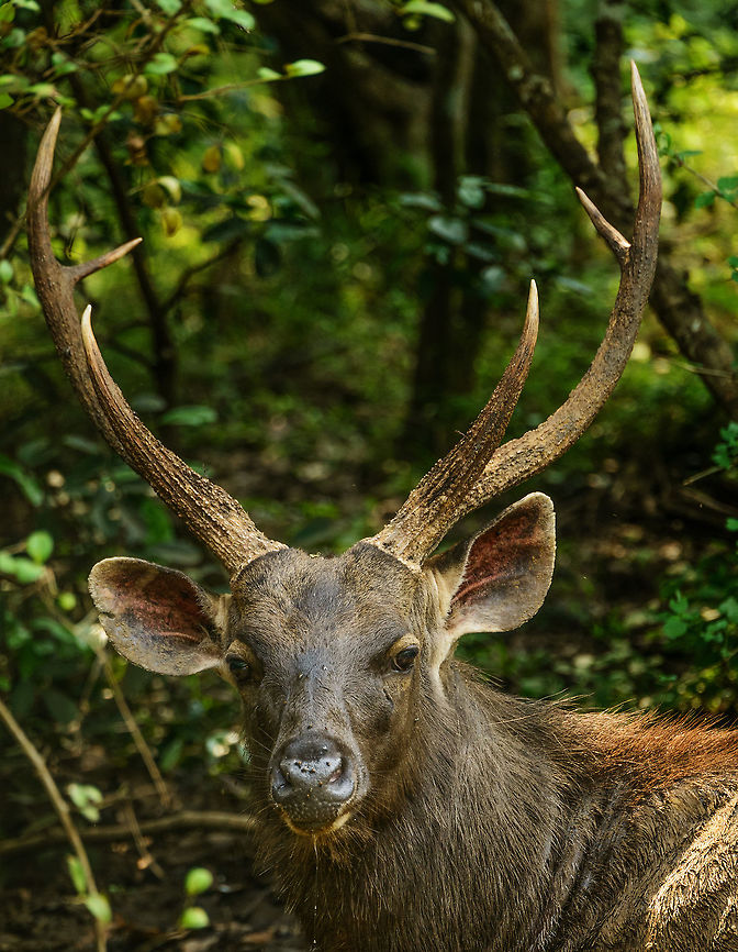 Large male Sambar deer (portrait), Wasgamuwa, Sri Lanka Like all males, always drooling a little. Asia,Rusa unicolor unicolor,Sri Lanka,Sri Lankan sambar deer,Wasgamuwa