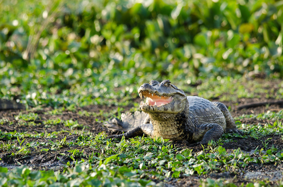 Caiman in the Pantanal cooling down Caiman lower their temperature by opening their mouth.  Brazil,Caiman,Caiman yacare,Pantanal,Yacare caiman
