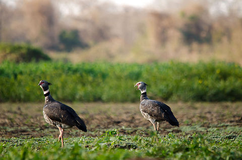 Southern Sceamer couple in the Pantanal Our first meeting with Southern Screamers in the wild. They are usually seen in couples and bond for life. Their named for their mating call which can be heard miles away. Birds,Brazil,Pantanal,Southern Screamer